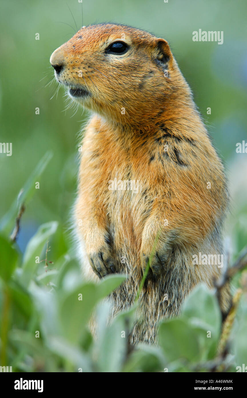 Arctic Ground Squirrel (Spermophilus parryii), alert to danger Denali National Park, Alaska, USA Stock Photo