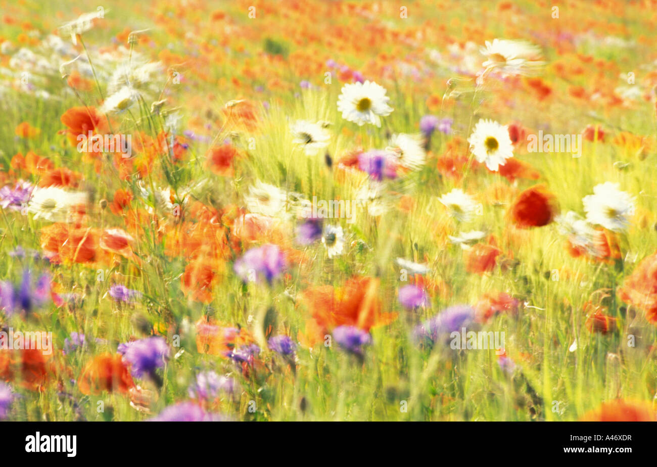 Field of poppies, oxeye daisys and blue cornflowers moved by the wind. Stock Photo