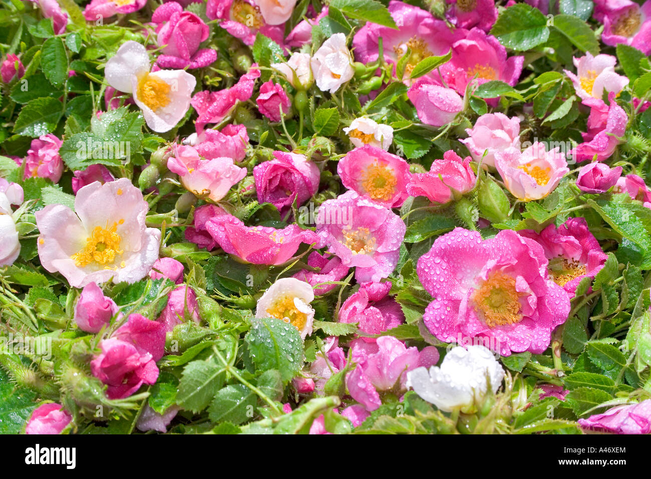 Gathered blossoms of the wild rose rosa rubiginosa. Stock Photo