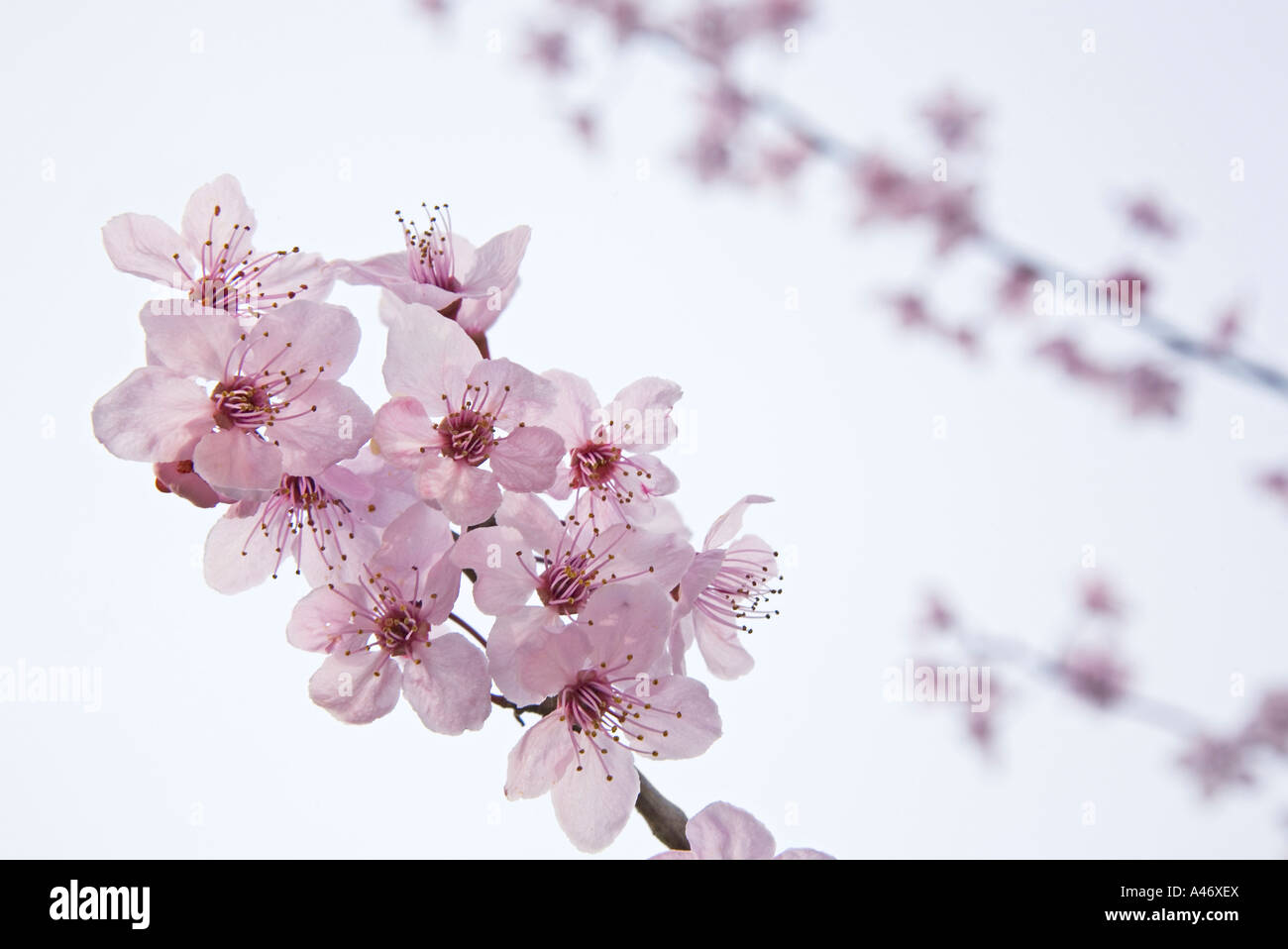 Japanese plum, twigs and blossoms Stock Photo