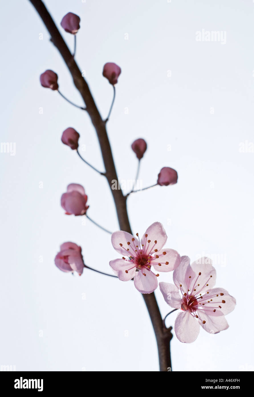 Japanese plum, twigs and blossoms Stock Photo
