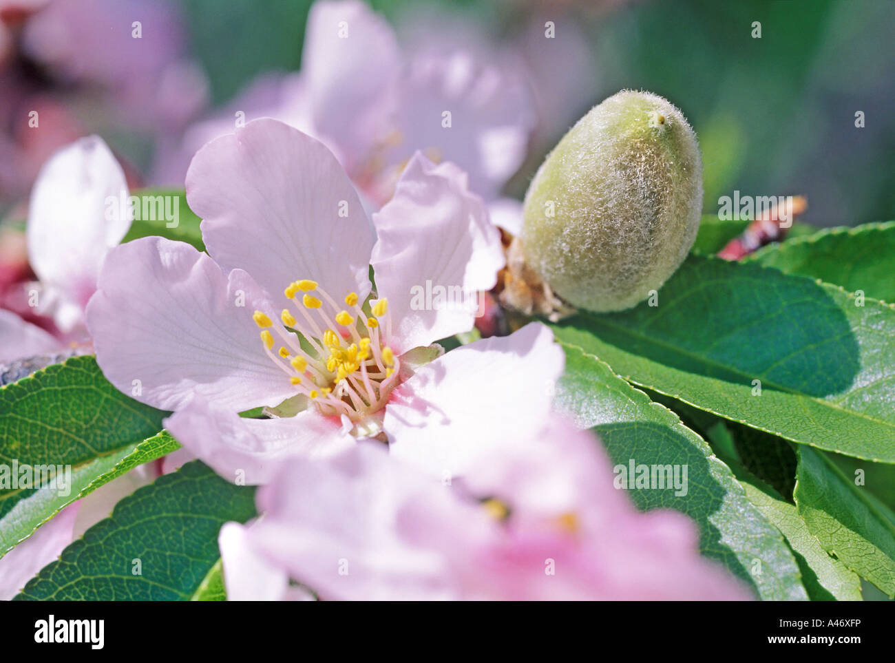 Almond blossoms in Spain, spring time. Stock Photo
