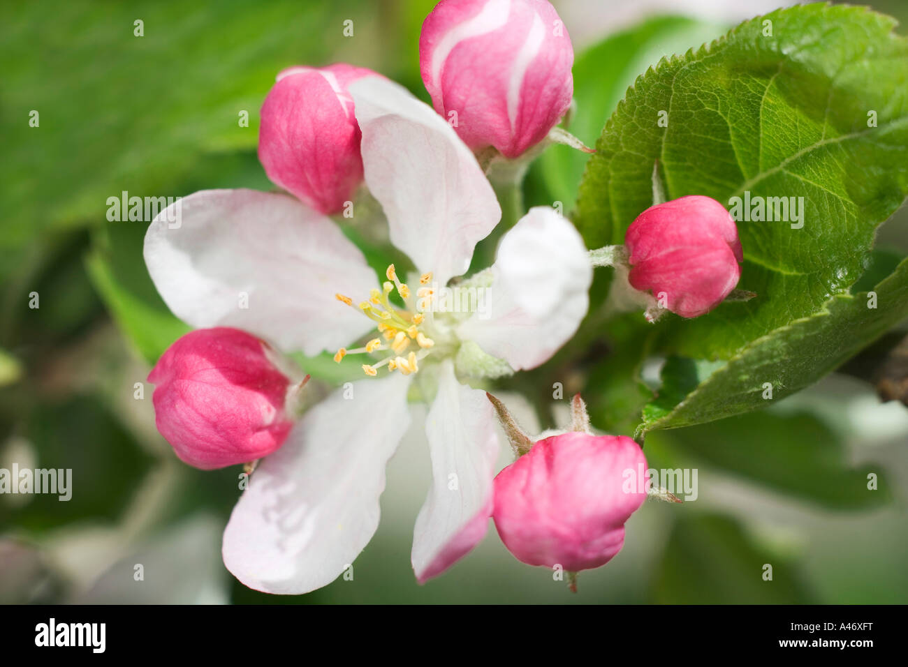 Apple blossoms Stock Photo