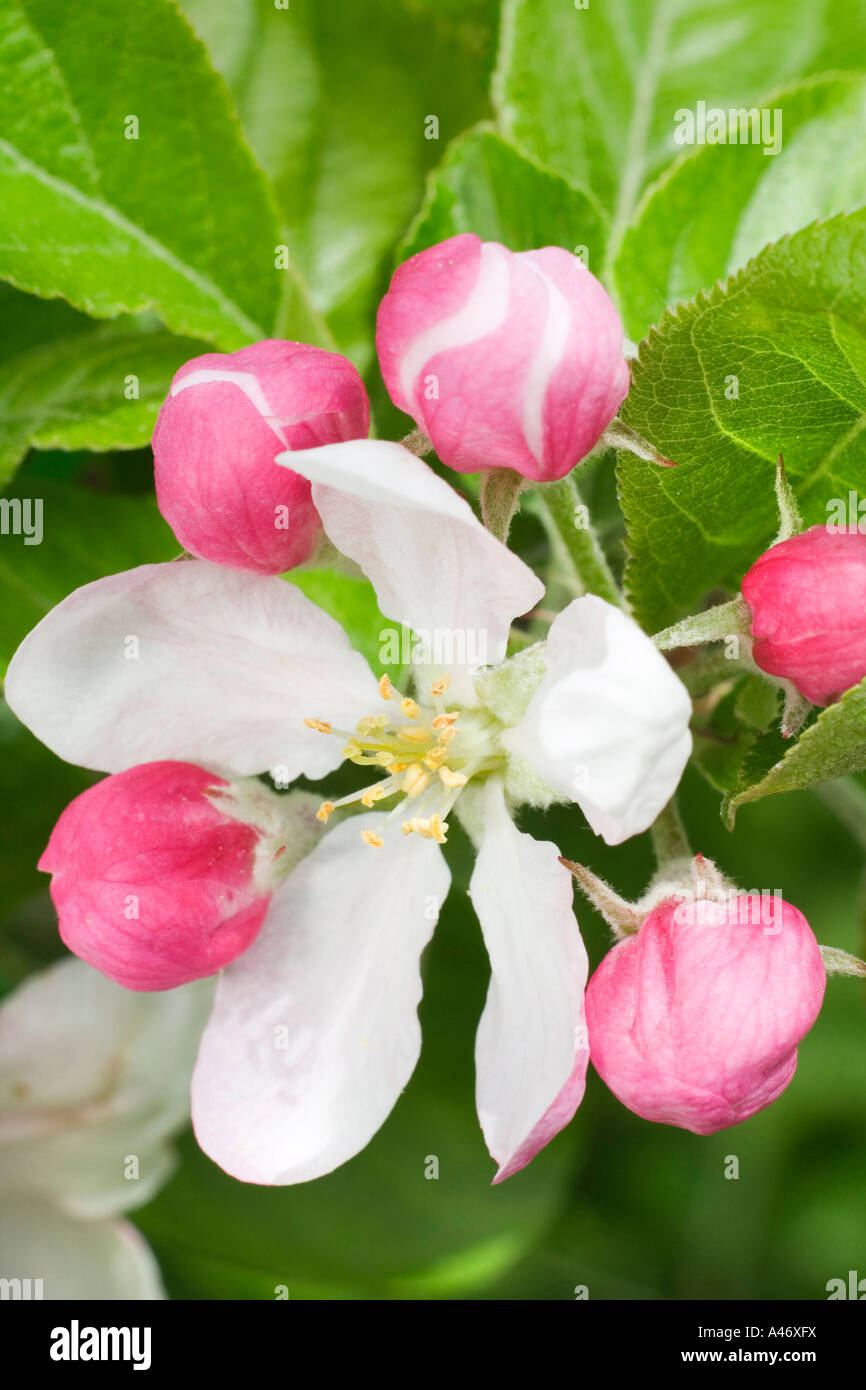 Apple blossoms Stock Photo