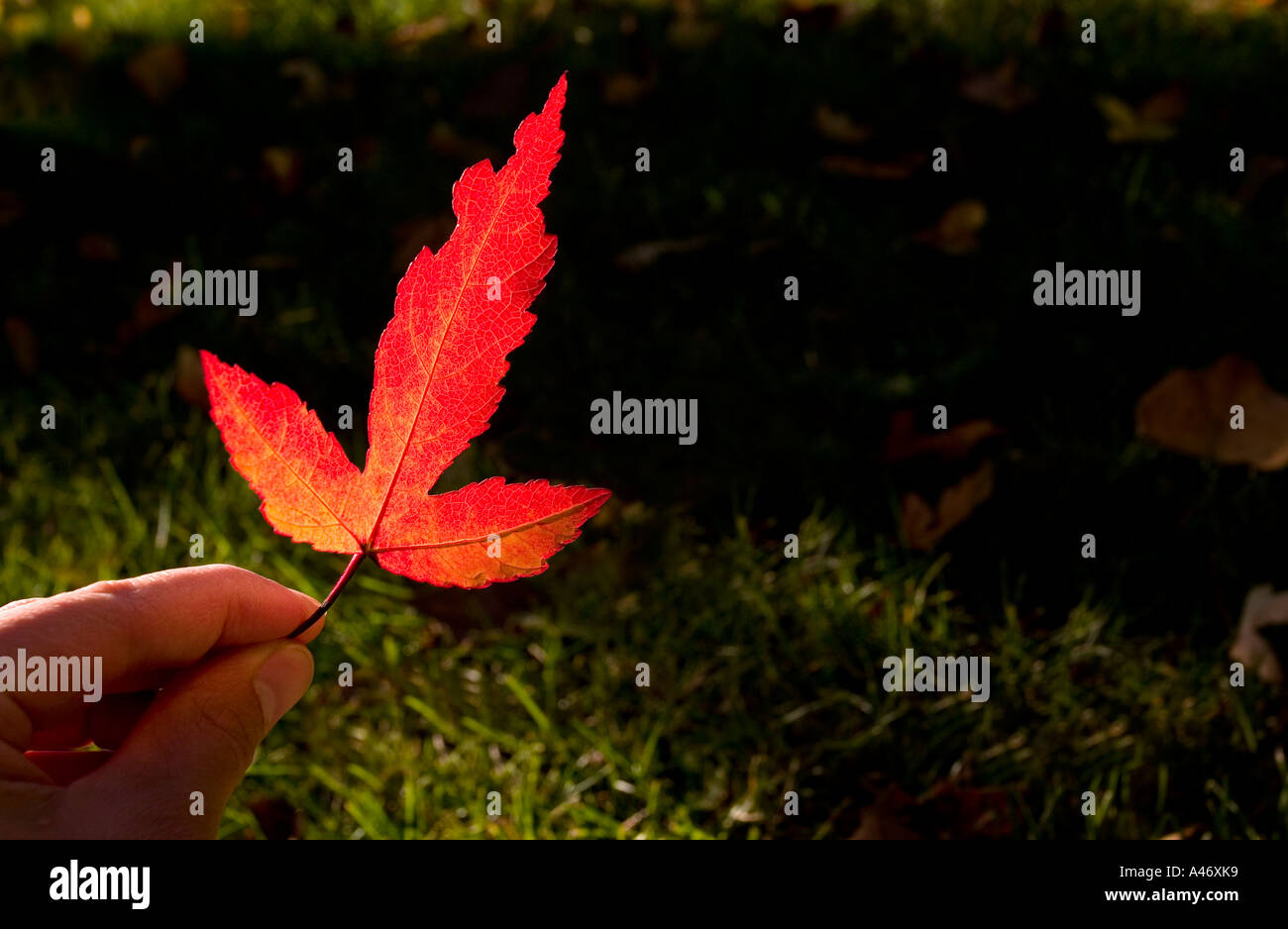 A hand holding a red leaf Stock Photo