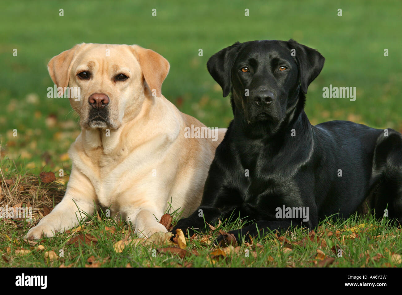 Yellow and black Labrador Retriever lying on a meadow Stock Photo - Alamy