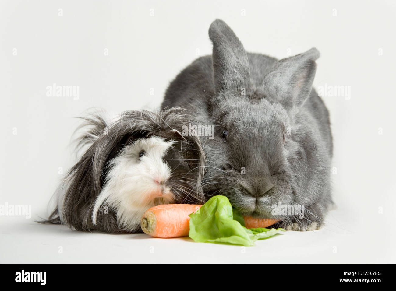 Guinea pig and bunny Stock Photo Alamy