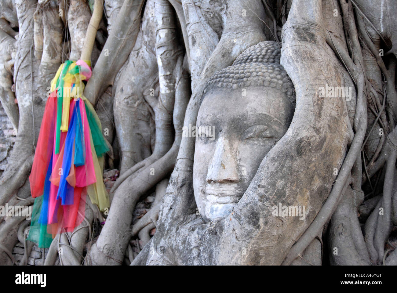 Ingrown head of a Buddha figure with colourful cloth into the root system of a fig tree Ficus religiosa Wat Mahathat Ayutthaya Stock Photo