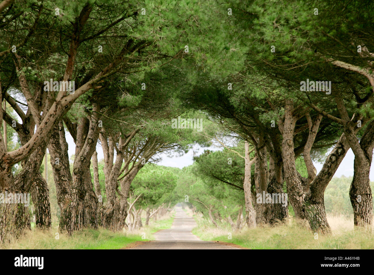 Pine tree avenue Stock Photo Alamy