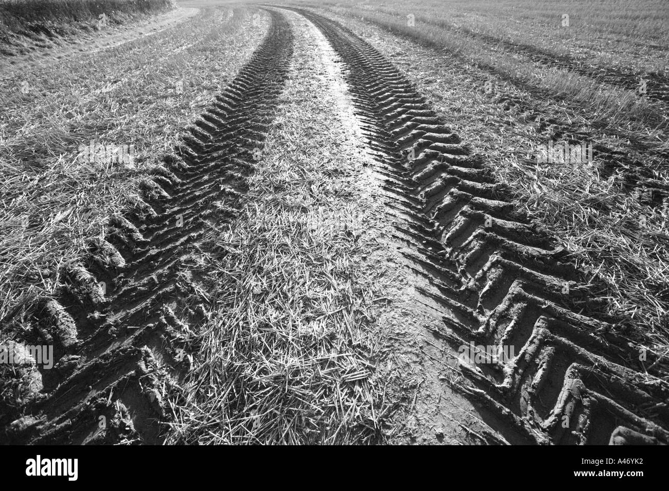 Corn Field After Harvest with Tractor Tyre Tread Pattern in mono, Farmland, Norfolk , UK Stock