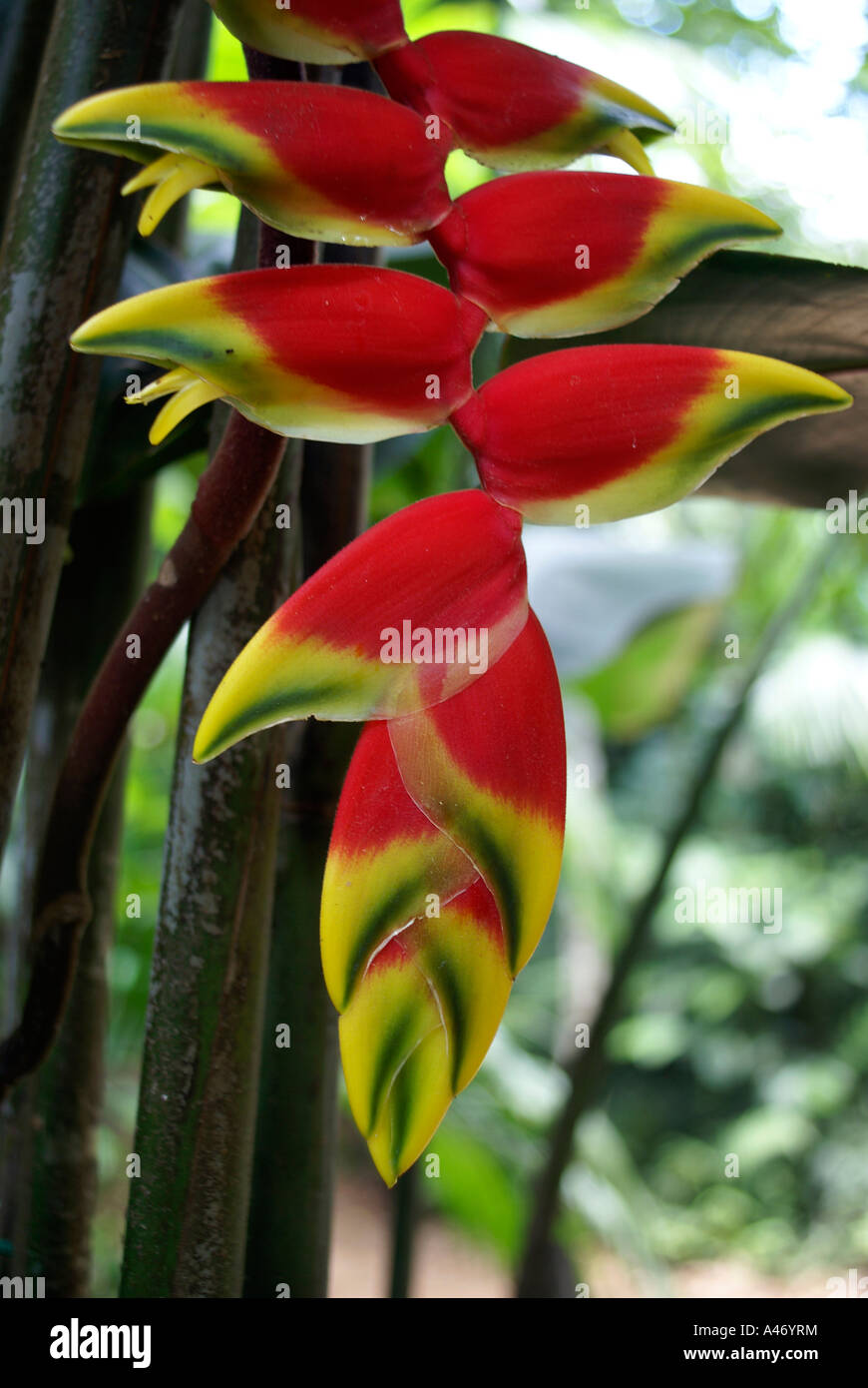 Red flowers of a banana tree Stock Photo - Alamy