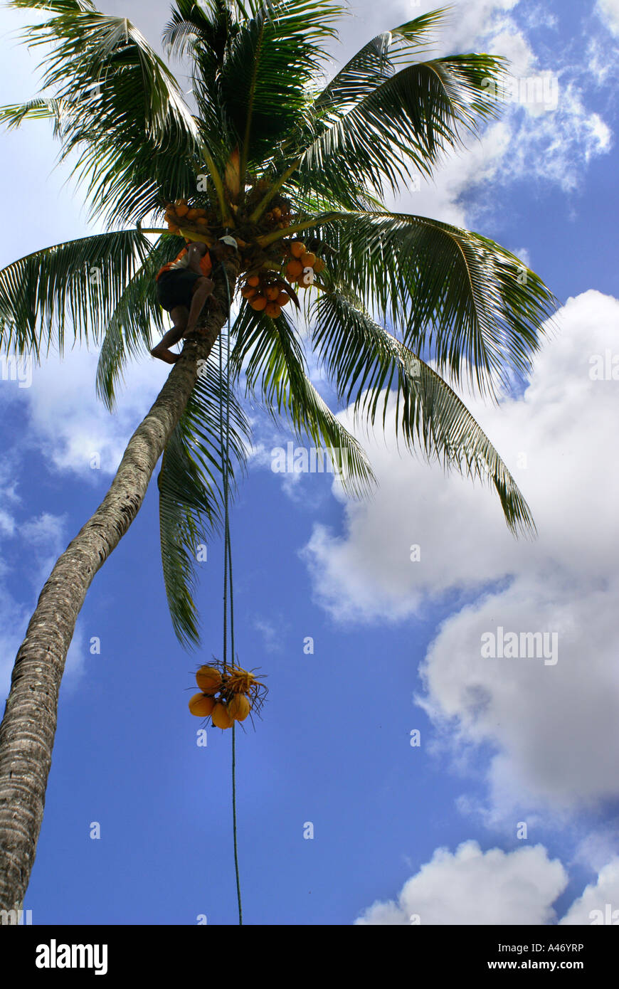 Man climbing a palm tree to harvest coco nuts, Pernambuco, Brazil Stock ...