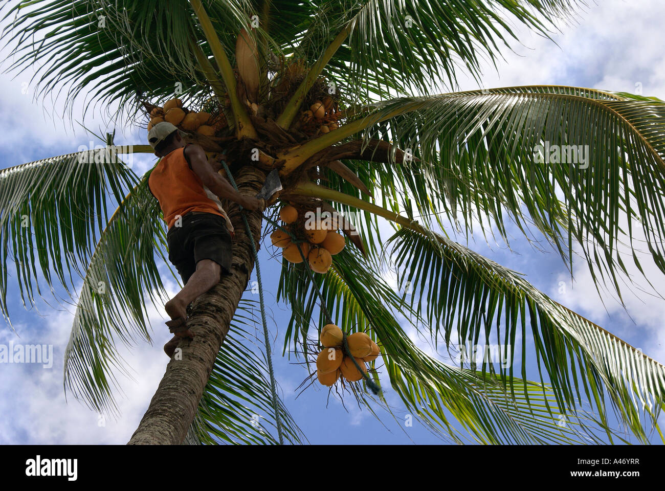 Man Climbing A Palm Tree To Harvest Coco Nuts Pernambuco Brazil Stock Photo Alamy Man Climbing A Palm Tree To Harvest Coco Nuts Pernambuco Brazil Stock Photo Alamy