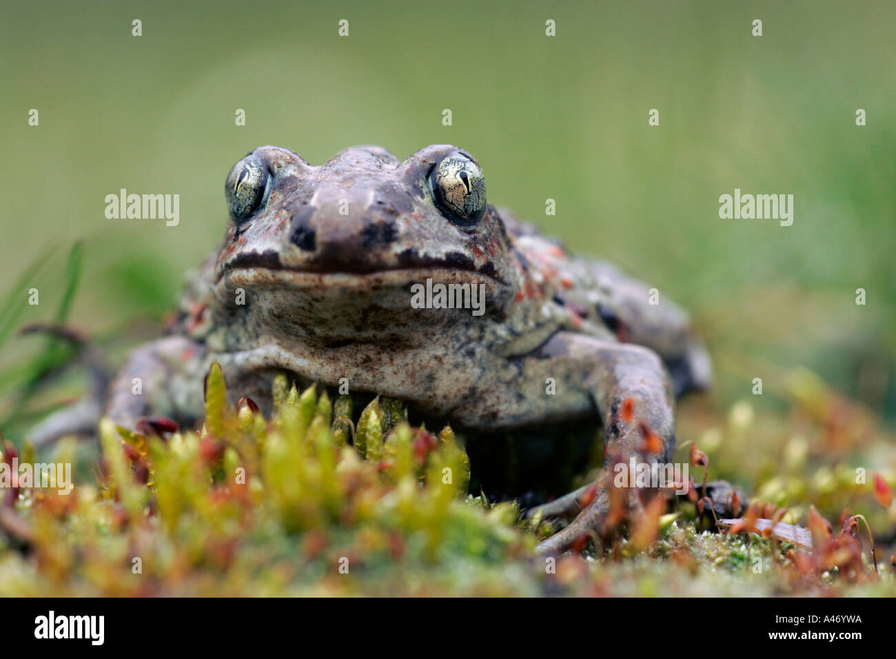 Common Spade Foot Stock Photo Alamy