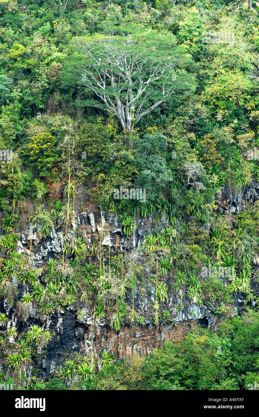 Primitive vegetation near the Chamarel waterfalls, Mauritius Stock Photo