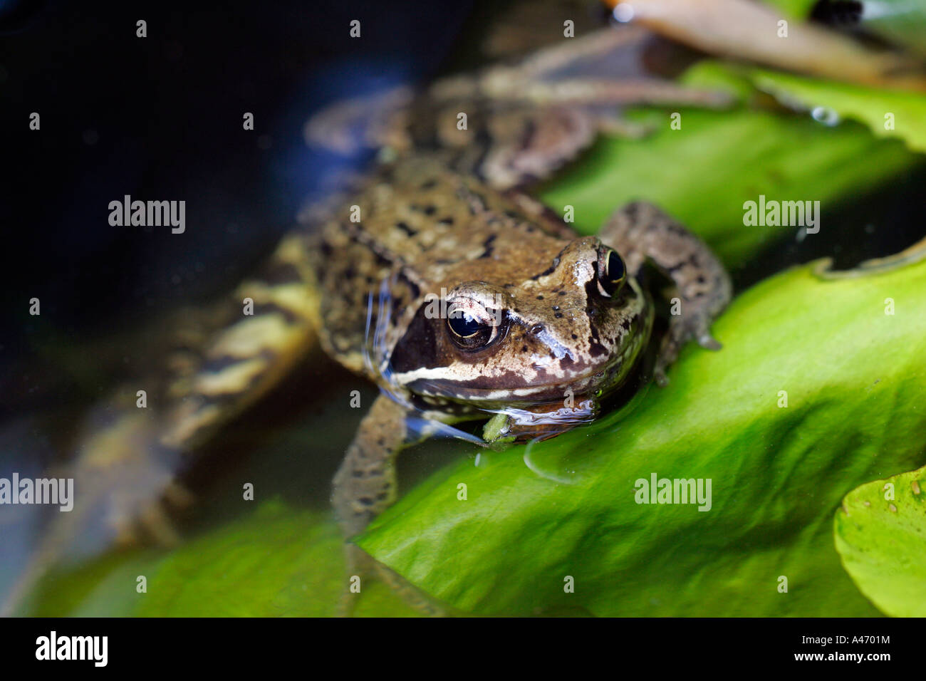 Common frog - grass frog swimming in a pond with a cow lily leaf (Rana temporaria) Stock Photo