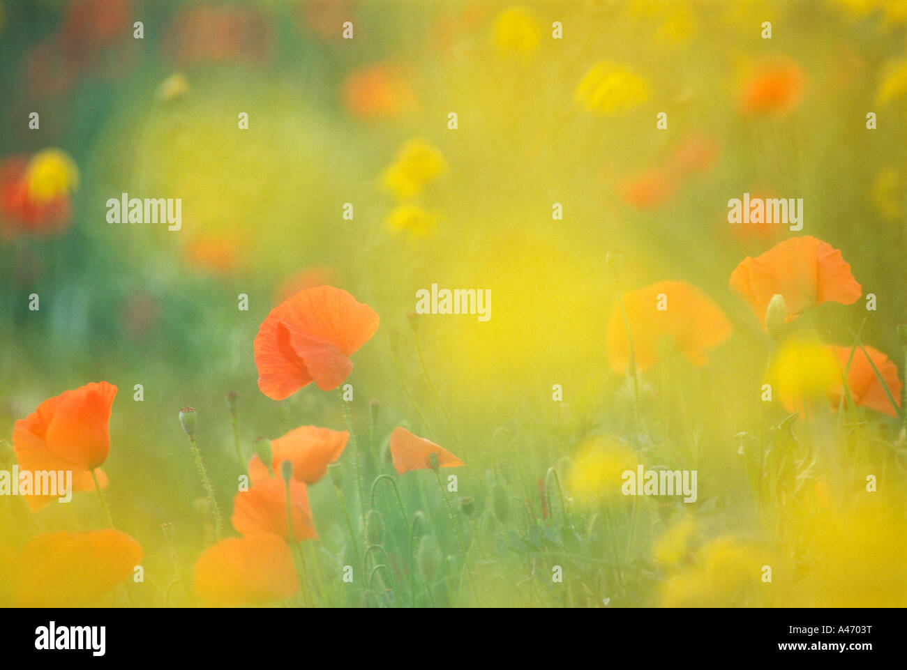 Meadow with poppies and yellow oxeye daisys in Tuscany, Italy. Stock Photo