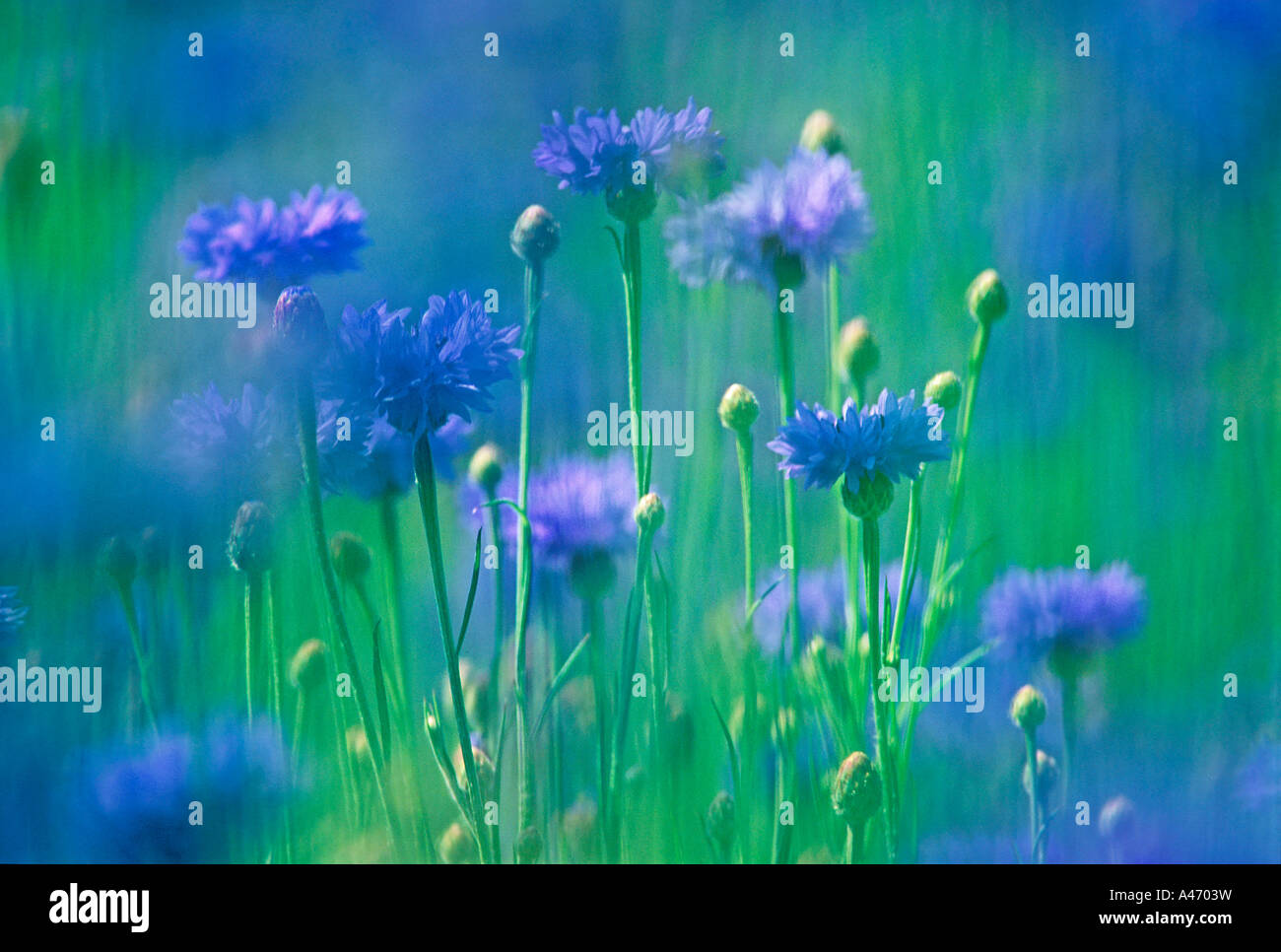 Meadow of blue cornflowers in Tuscany, Italy Stock Photo