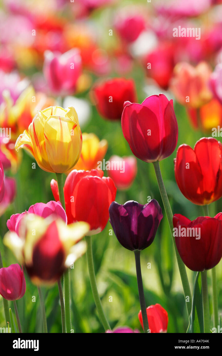 Tulips Stock Photo