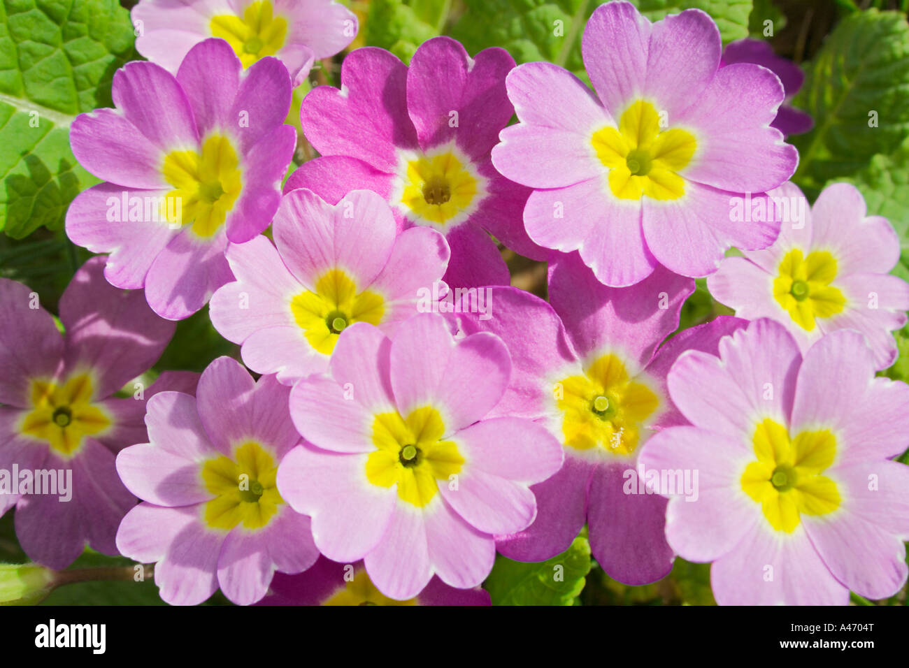 Primroses in a garden Stock Photo
