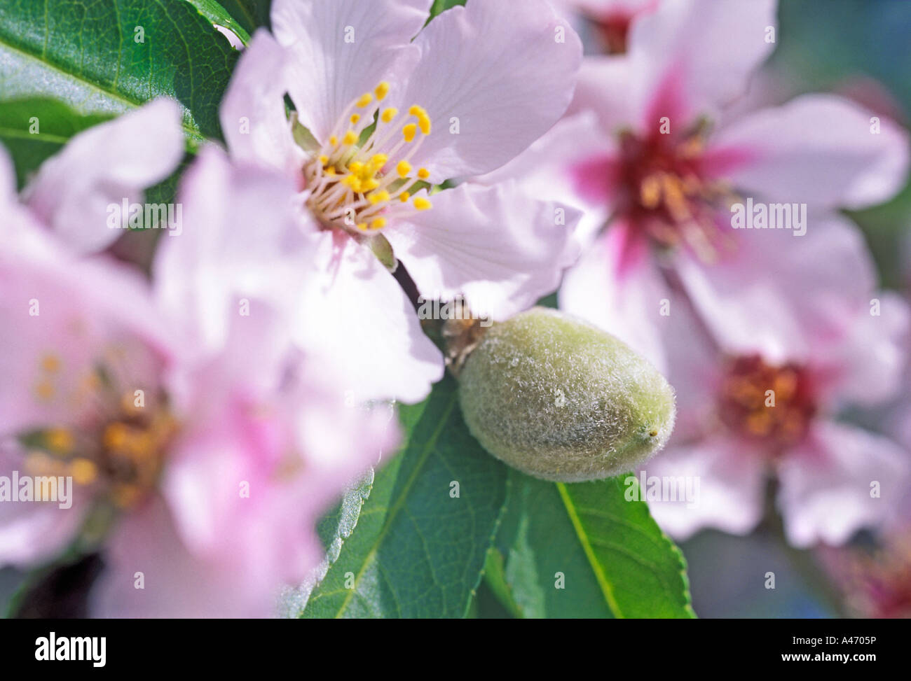 Almond blossoms in Spain, spring time. Stock Photo