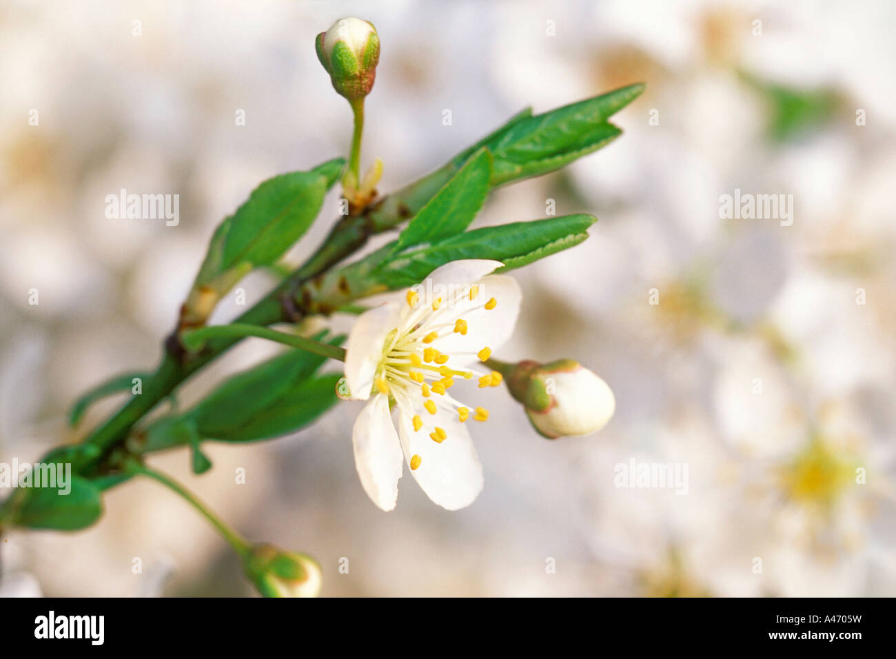 Cherry blossoms in spring time. Stock Photo