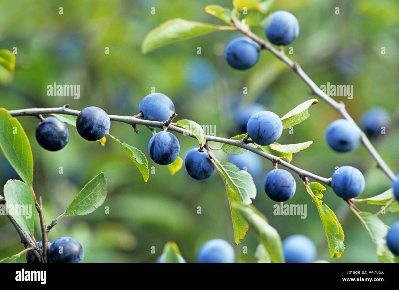 Sloe bush with berries from the year before. Stock Photo