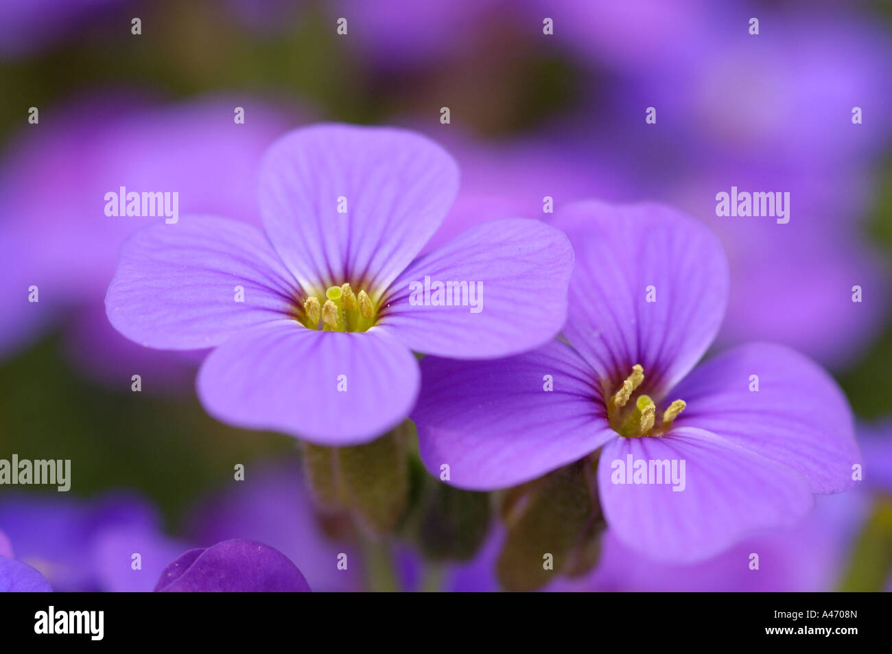 Aubretia (Aubrieta deltoidea) Stock Photo