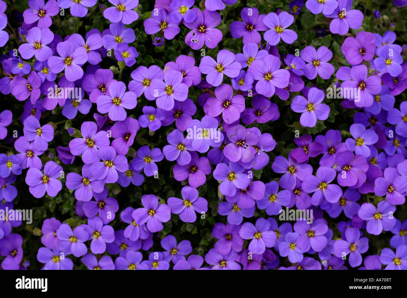 Aubretia (Aubrieta deltoidea) Stock Photo