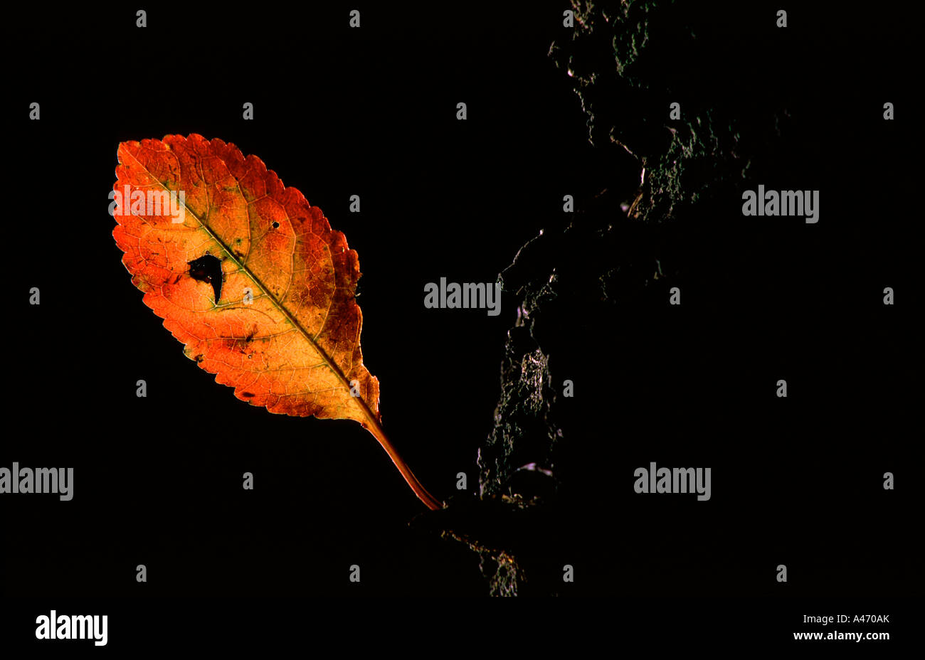 Backlit autumn leaf Stock Photo