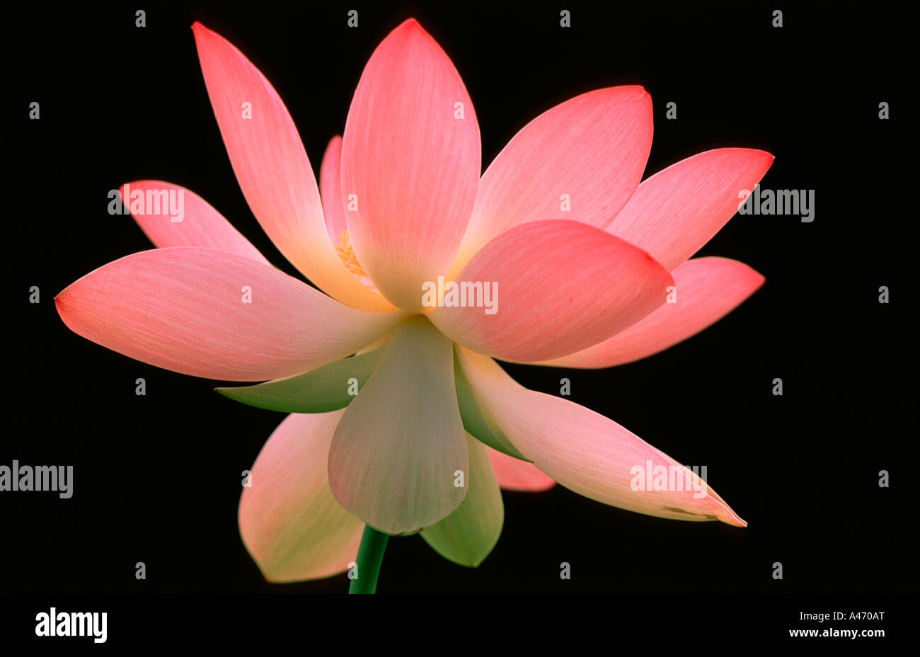 Lotus (nelumbo) Stock Photo