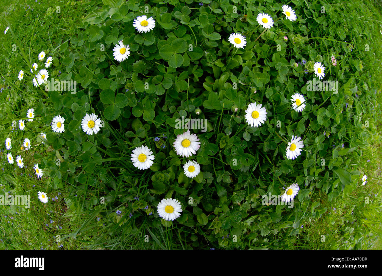 Daisy (bellis perennis) Stock Photo
