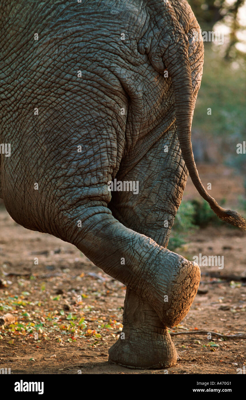 African elephant Loxodonta africana Resting back leg Kruger N P South Africa Sub Saharan Africa Stock Photo