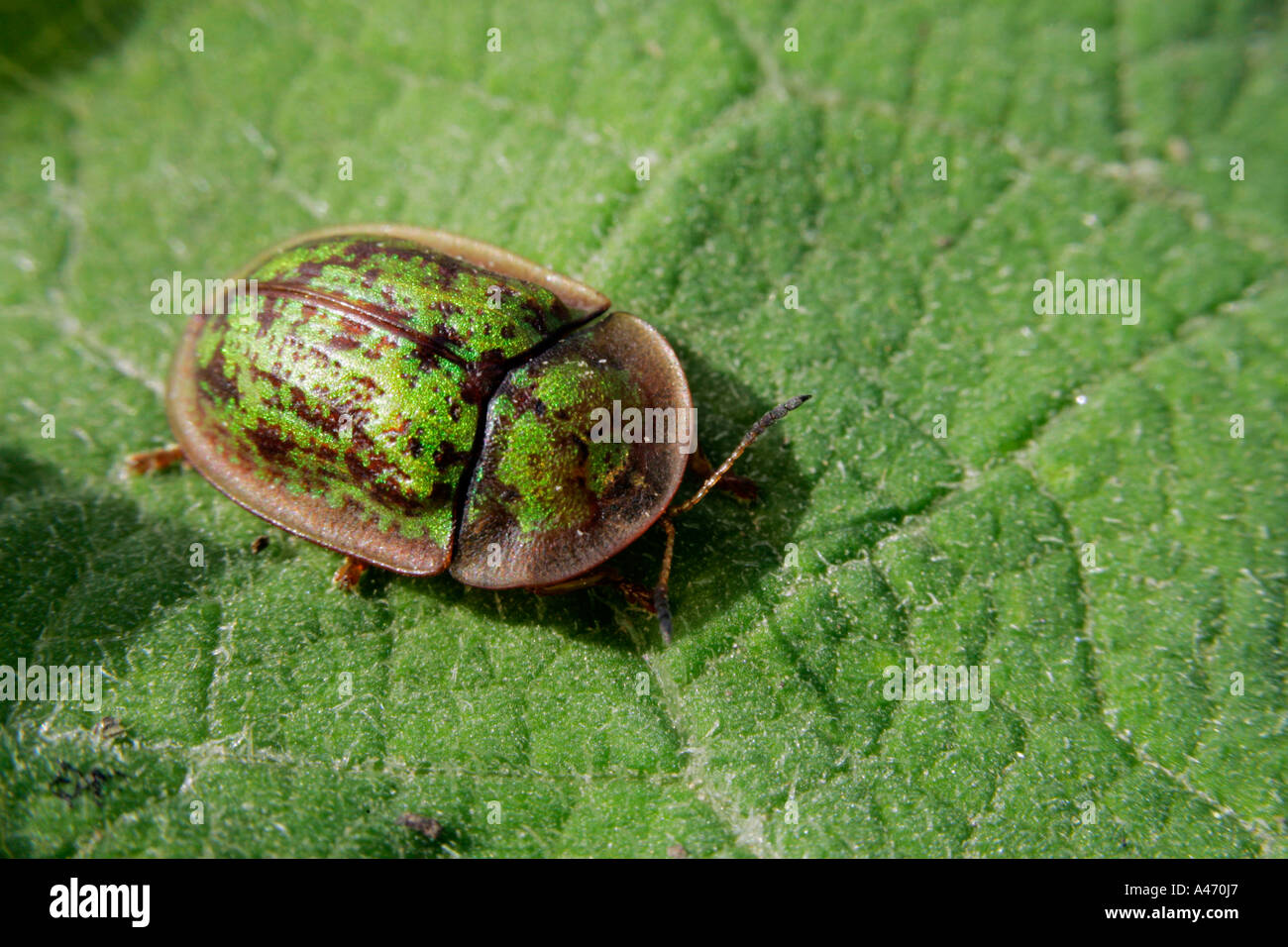 Shield Beetle Stock Photo