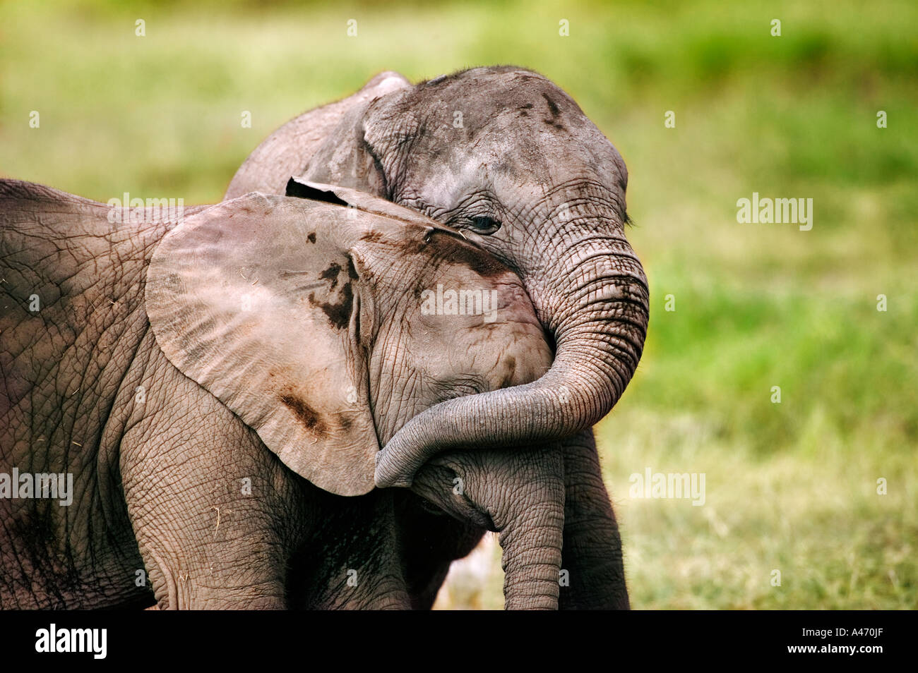 Elephant with two calves hi-res stock photography and images - Alamy