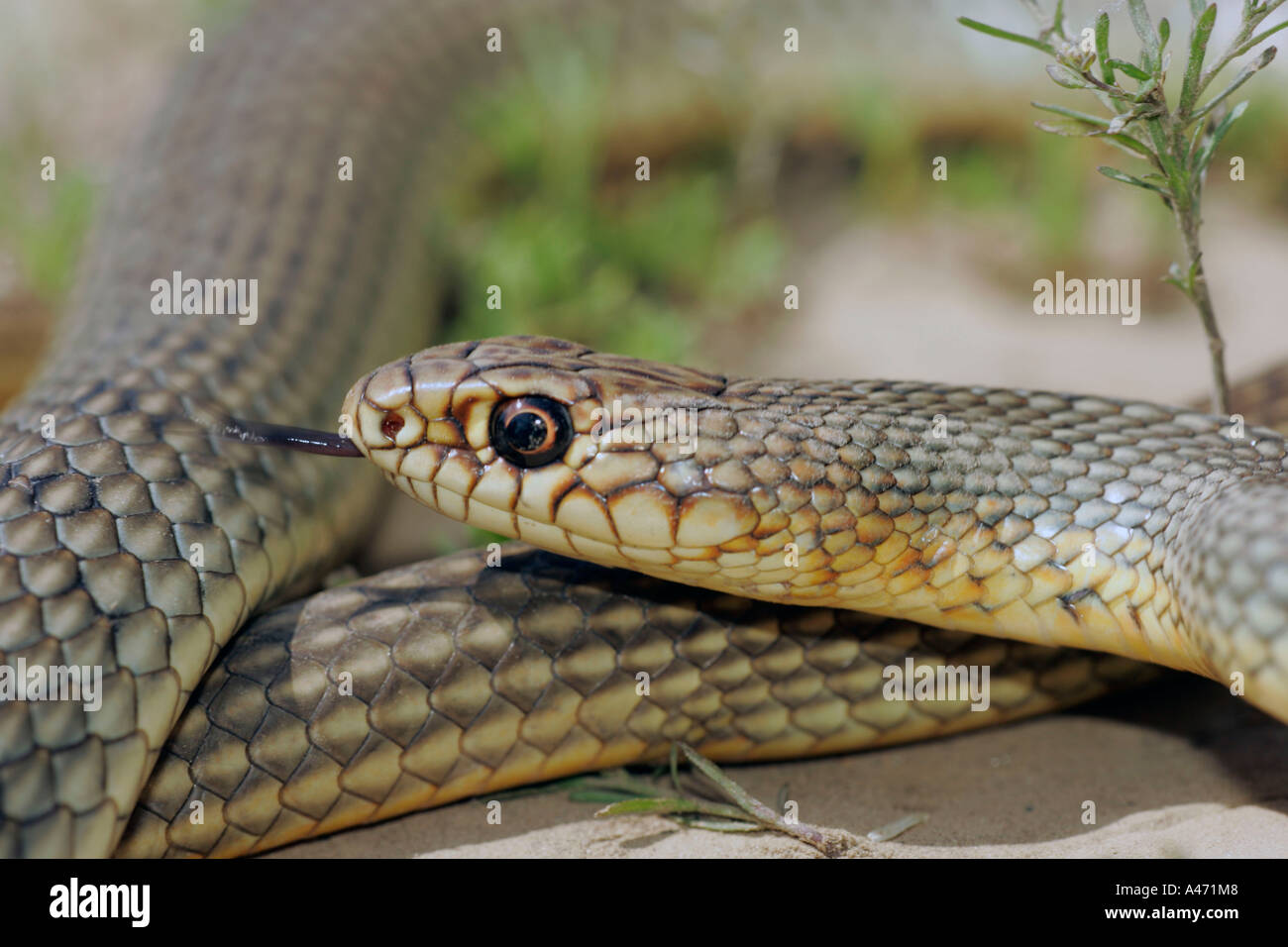 Large Whip Snake Stock Photo Alamy