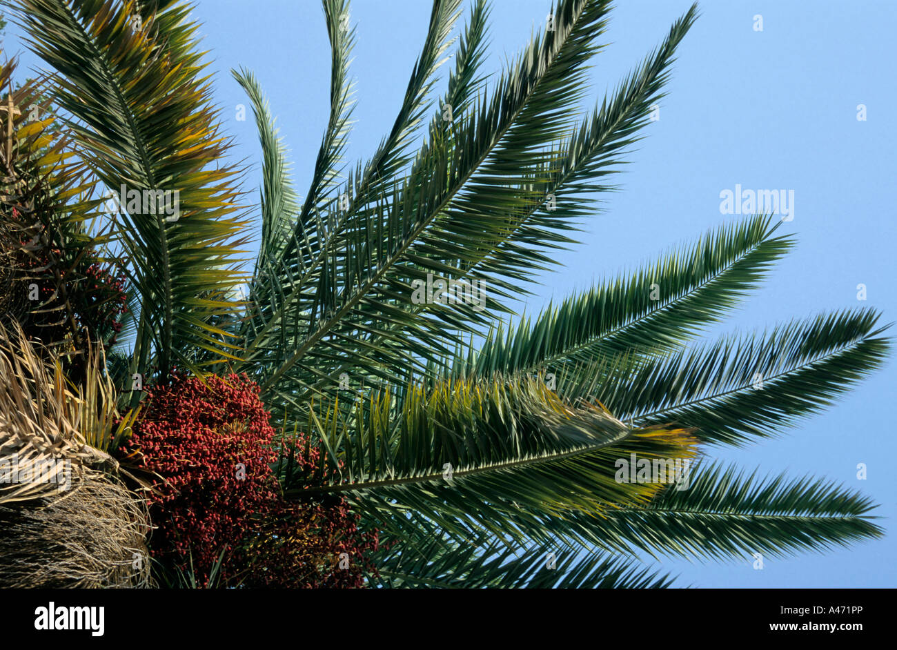 Date fruit on palm tree Portugal Stock Photo Alamy