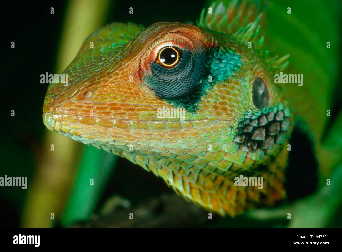 Calotes hi-res stock photography and images - Alamy