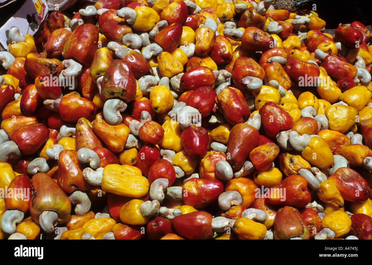 Cashew fruit Stock Photo Alamy