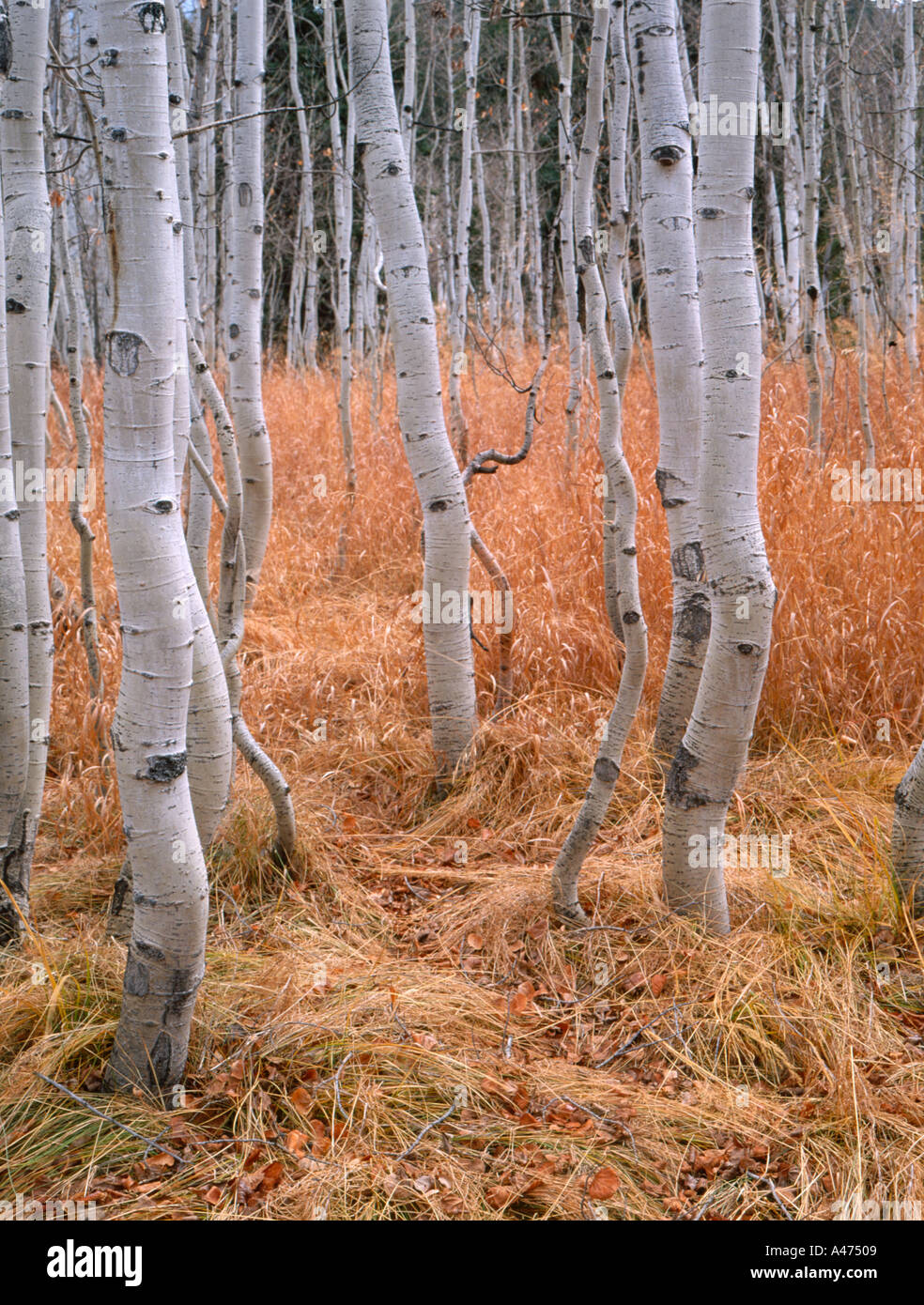 North of Dutch Creek Utah USA Stock Photo