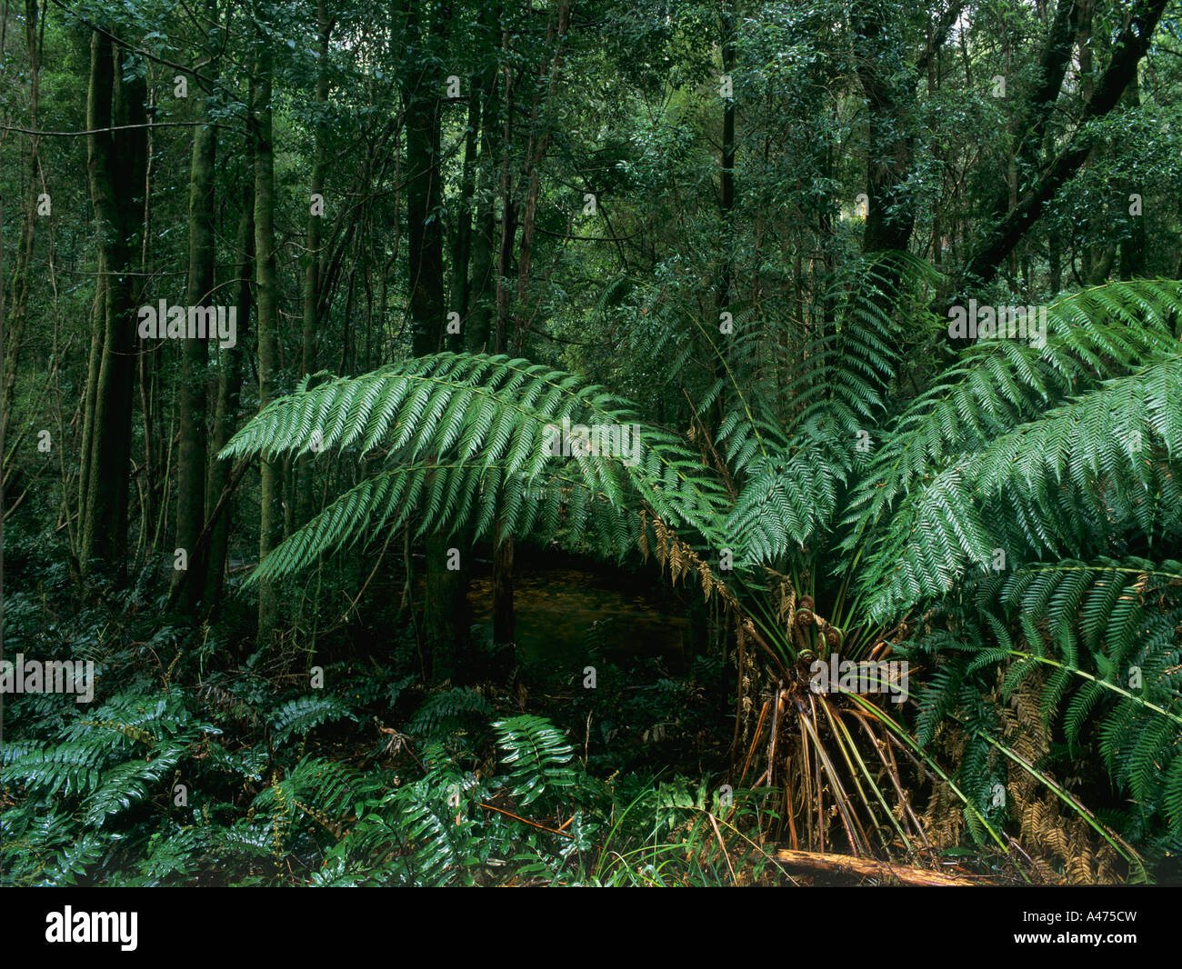 Rain Forest Trees and Ferns Tasmania Australia Stock Photo - Alamy