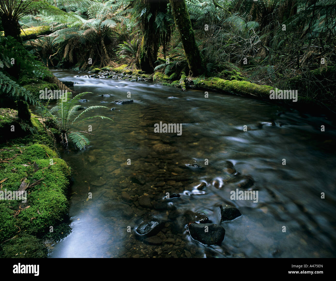 Rain forest Tasmania Australia Stock Photo - Alamy