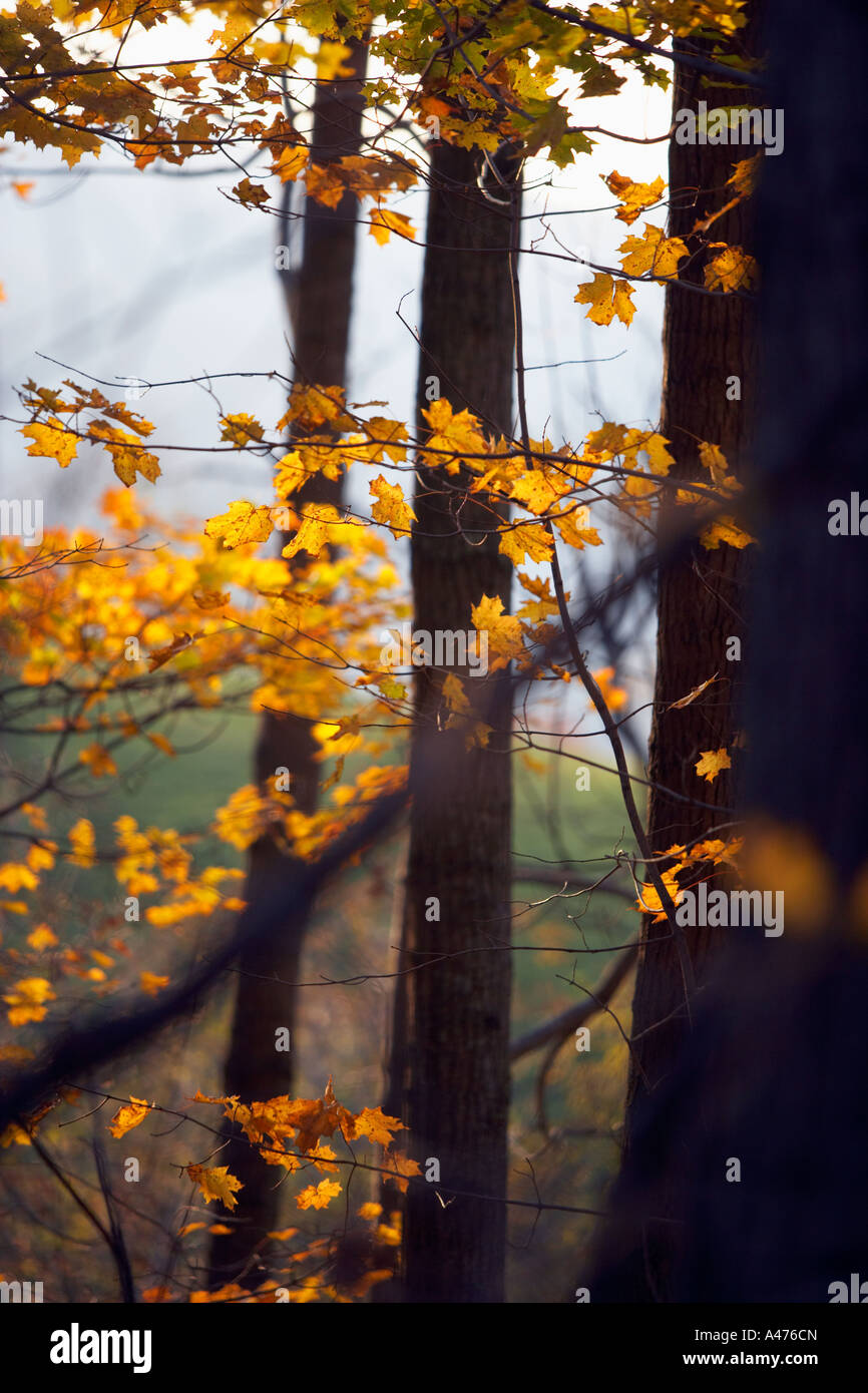 Maple trees blaze with Autumn color in Southern Vermont Stock Photo