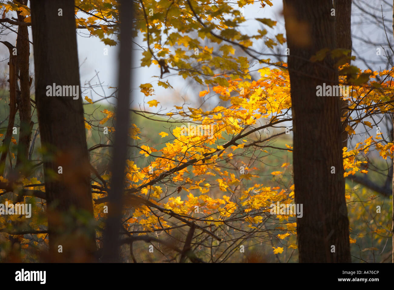 Maple trees blaze with Autumn color in Southern Vermont Stock Photo - Alamy