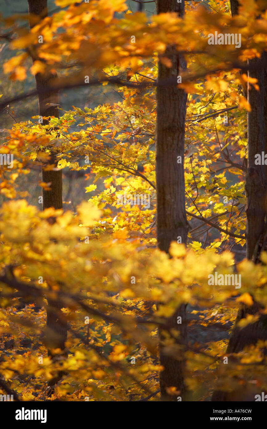 Maple trees blaze with Autumn color in Southern Vermont Stock Photo