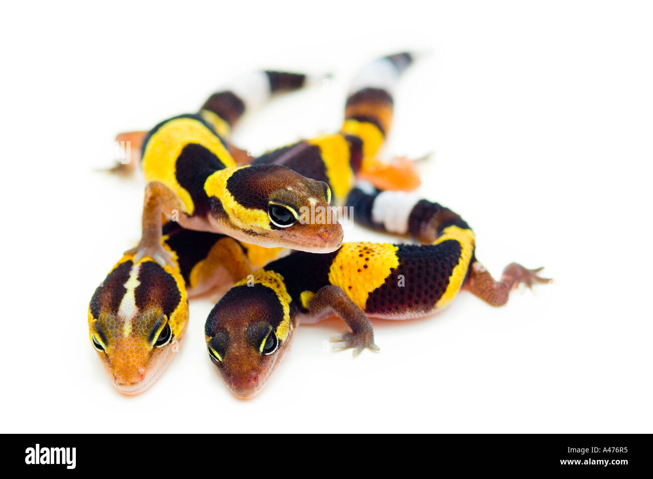 A group of lizards Stock Photo Alamy