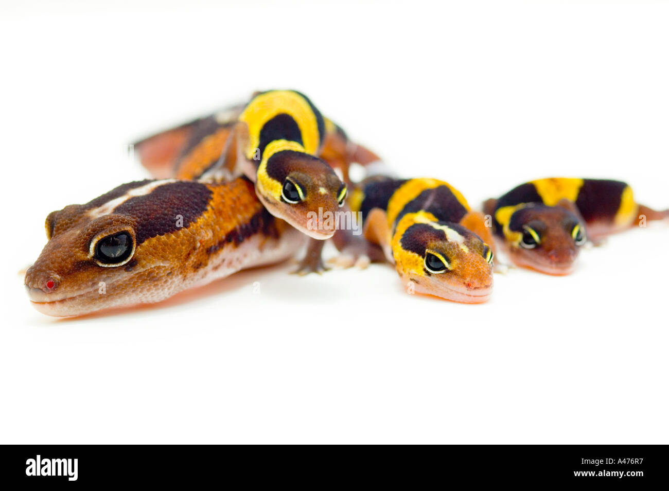 A group of lizards Stock Photo Alamy