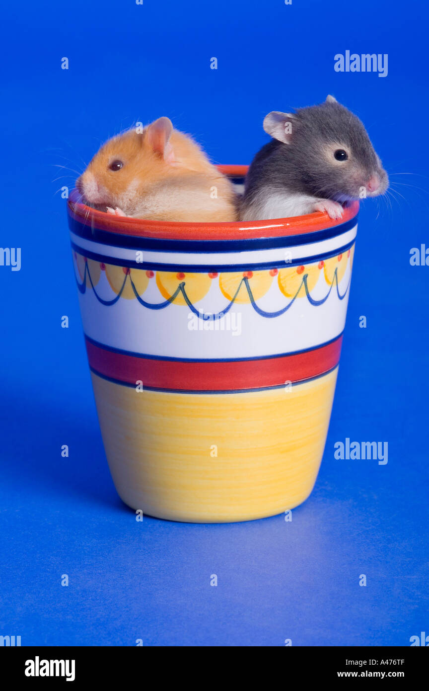 Pair of small critters Stock Photo