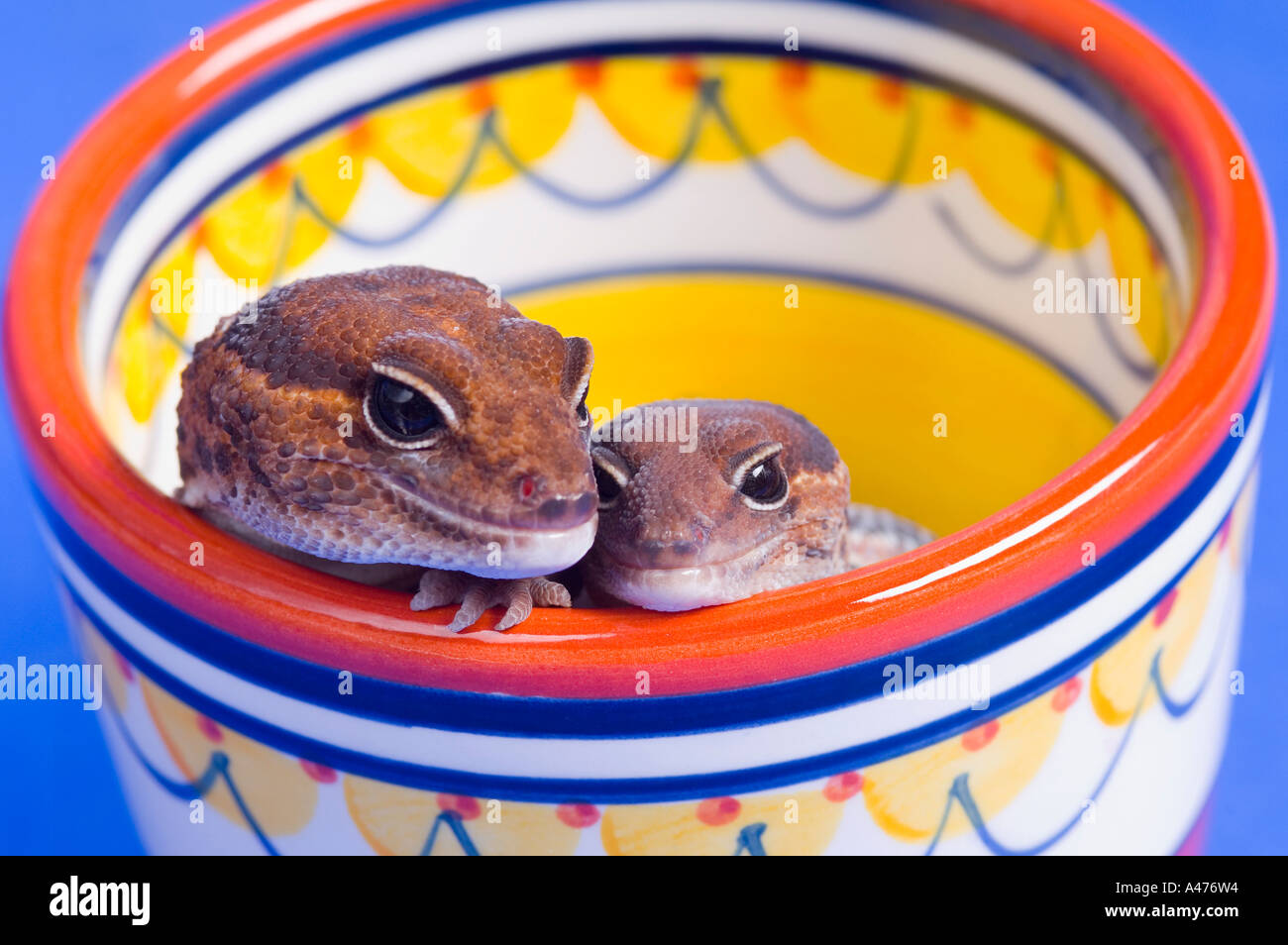 A pair of critters Stock Photo