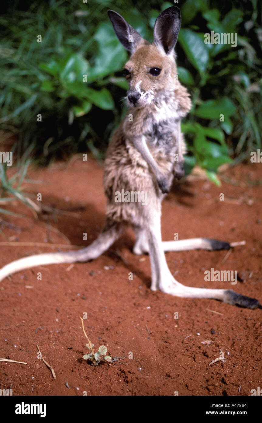 Baby Kangaroo Australia Stock Photo - Alamy